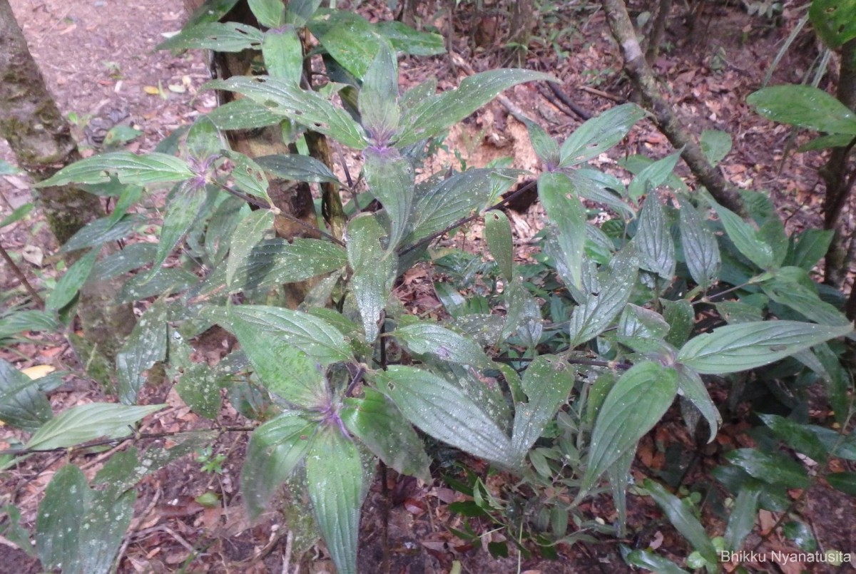 Hedyotis thwaitesii Hook.f.